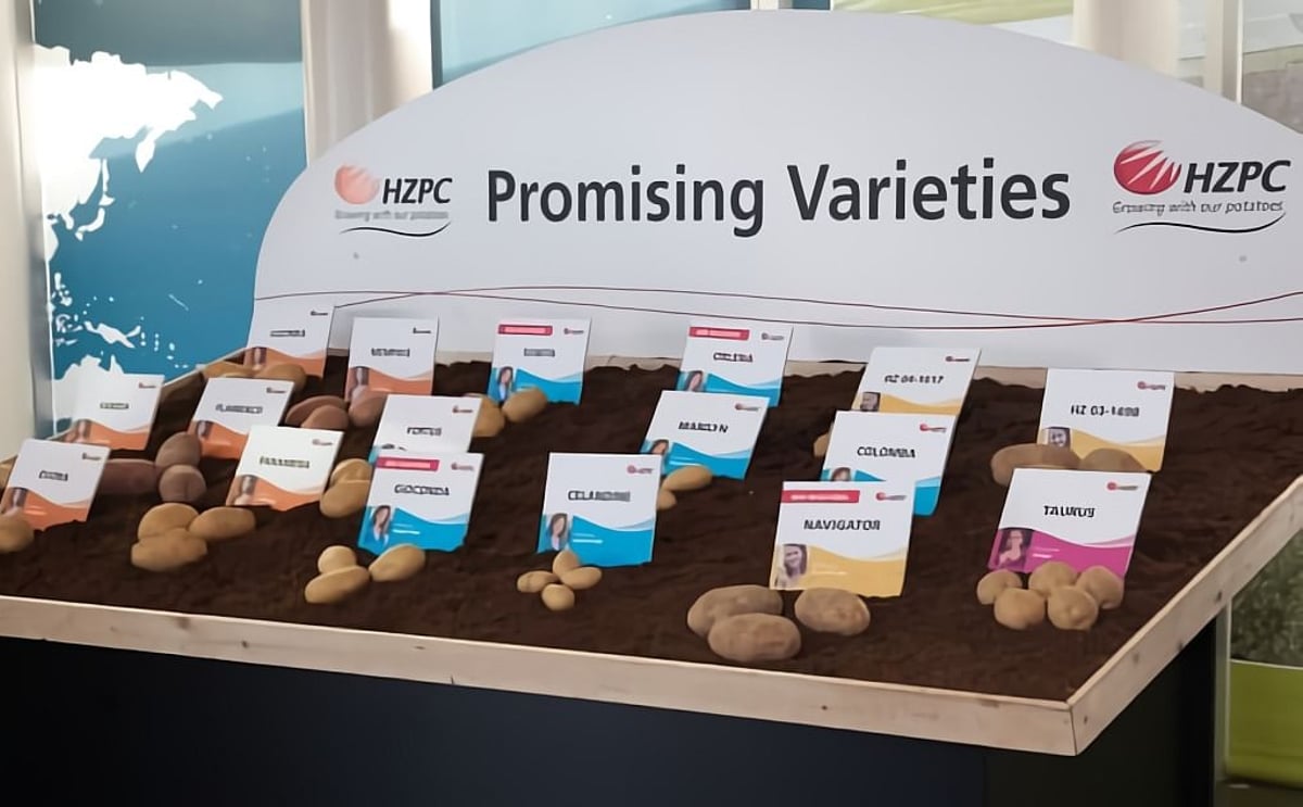 Promising new potato varieties of HZPC (2013) Promising new potato varieties of HZPC (2013)