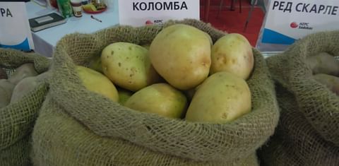 Potato Breeder HZPC invests in Russia and Finland