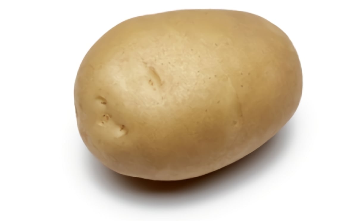 Sagitta Sagitta