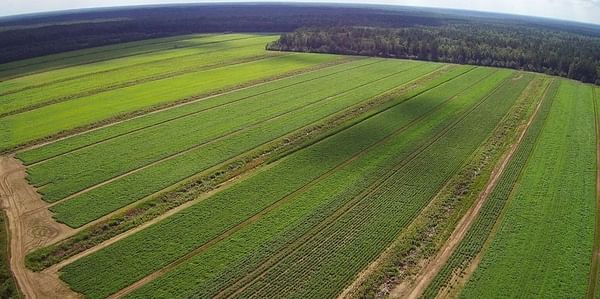 How HZPC serves the Russian market with its potato varieties