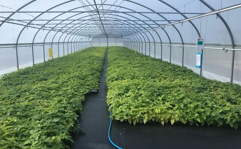 Production of mini tubers in polytunnels