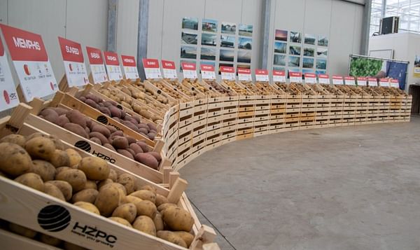 Potato innovations in the fight against hunger and climate change at HZPC's Potato Days 2021