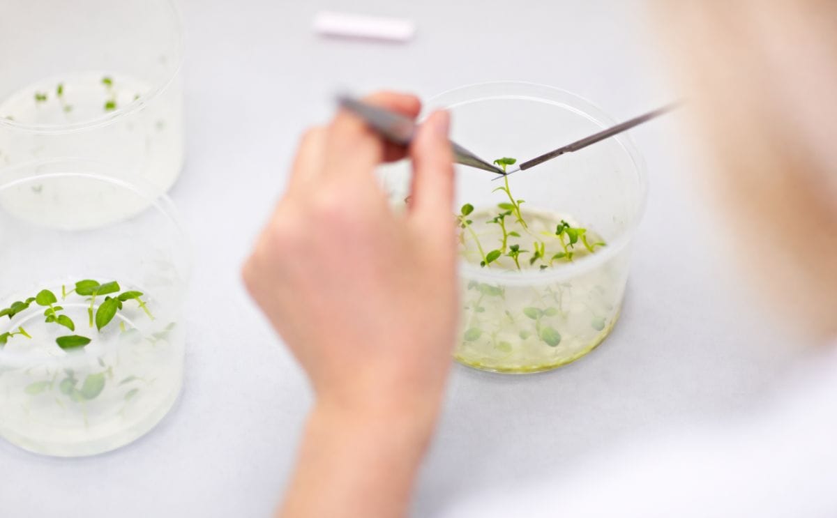 Working with in-vitro potato plantlets (Courtesy: HZPC)