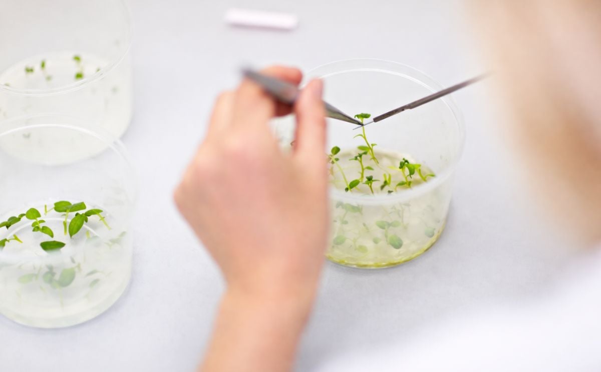 European Union ends patents on conventional plant breeding - stimulating innovation European Union ends patents on conventional plant breeding - stimulating innovation