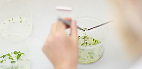 European Union ends patents on conventional plant breeding - stimulating innovation