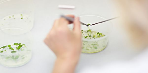 European Union ends patents on conventional plant breeding - stimulating innovation