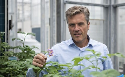 Robert Graveland, R&D manager at HZPC (Courtesy: HZPC) Robert Graveland, R&D manager at HZPC (Courtesy: HZPC)