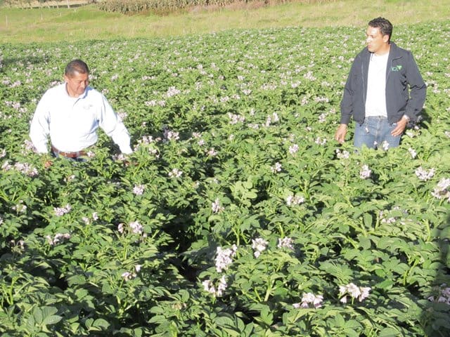 7 preguntas sobre el virus del amarillamiento de las venas de las hojas de la papa