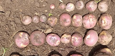 Examinan cultivos de patatas