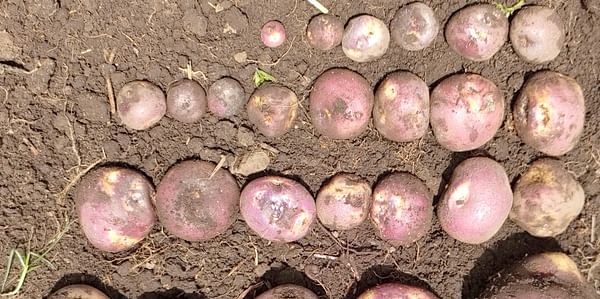 Examinan cultivos de patatas
