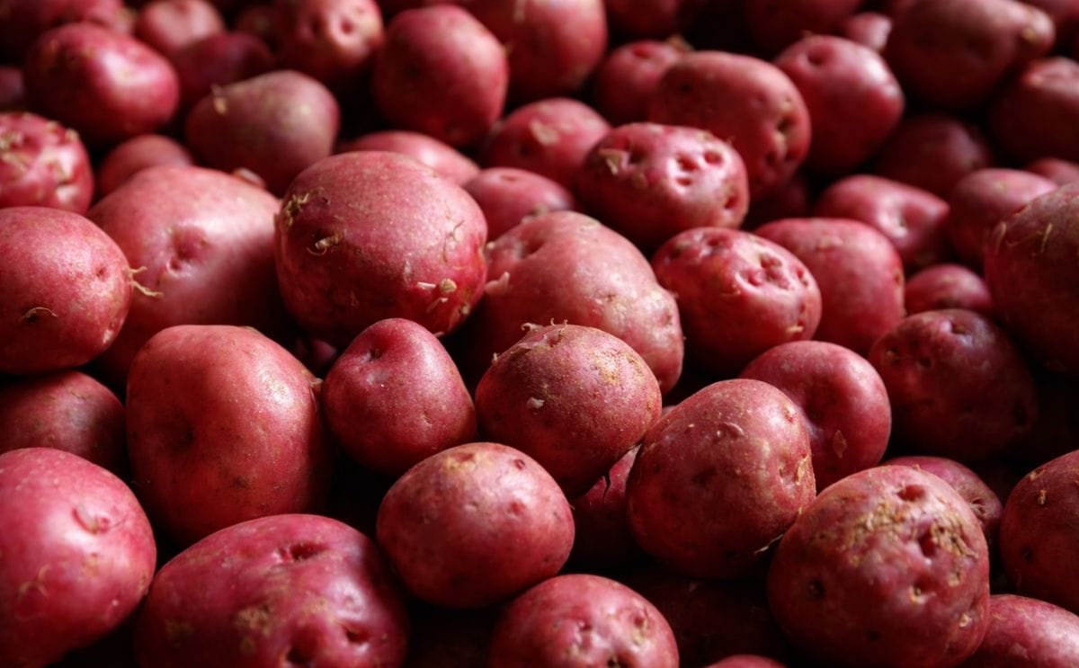New Icelandic red potatoes are anticipated by many Icelanders every autumn.(Courtesy: Iceland Monitor / Eggert Jóhannesson; added January 2018)