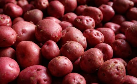 New Icelandic red potatoes are anticipated by many Icelanders every autumn.(Courtesy: Iceland Monitor / Eggert Jóhannesson; added January 2018) New Icelandic red potatoes are anticipated by many Icelanders every autumn.(Courtesy: Iceland Monitor / Eggert Jóhannesson; added January 2018)