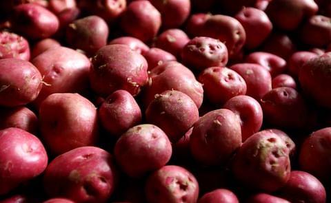 New Icelandic red potatoes are anticipated by many Icelanders every autumn.
(Courtesy: Iceland Monitor / Eggert Jóhannesson; added January 2018) New Icelandic red potatoes are anticipated by many Icelanders every autumn.
(Courtesy: Iceland Monitor / Eggert Jóhannesson; added January 2018)