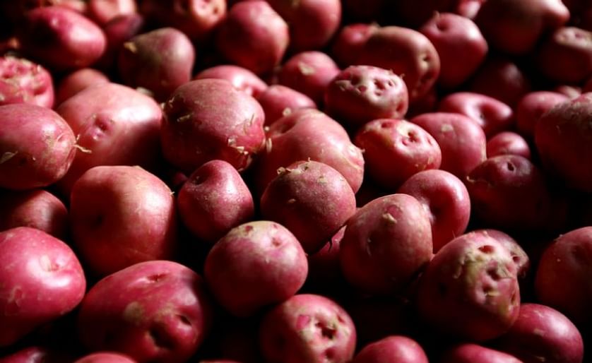 New Icelandic red potatoes are anticipated by many Icelanders every autumn.
(Courtesy: Iceland Monitor / Eggert Jóhannesson; added January 2018)