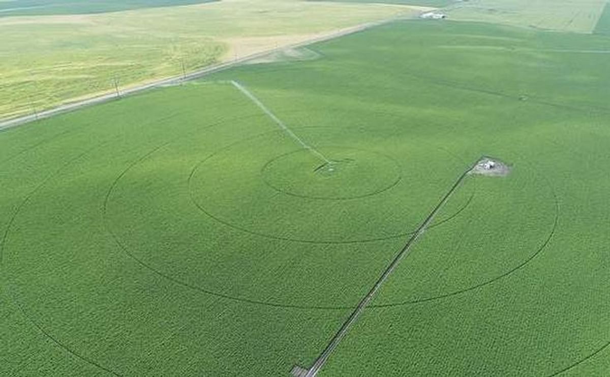Idaho potato crop on track despite early cool weather Idaho potato crop on track despite early cool weather