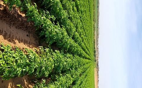 Potato Field (Courtesy: Idaho Business Rieview) Potato Field (Courtesy: Idaho Business Rieview)