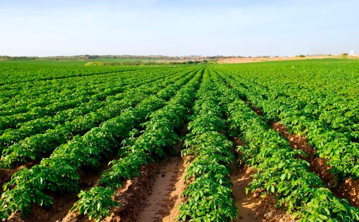 Potato Field (Courtesy: Idaho Business Rieview)