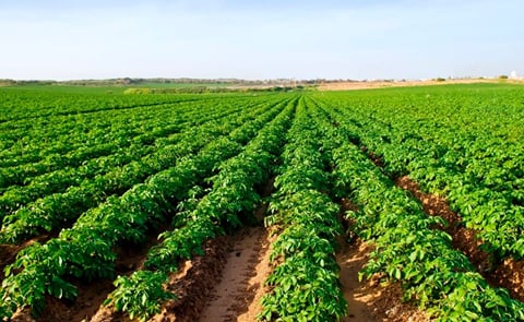 Potato Field (Courtesy: Idaho Business Rieview) Potato Field (Courtesy: Idaho Business Rieview)