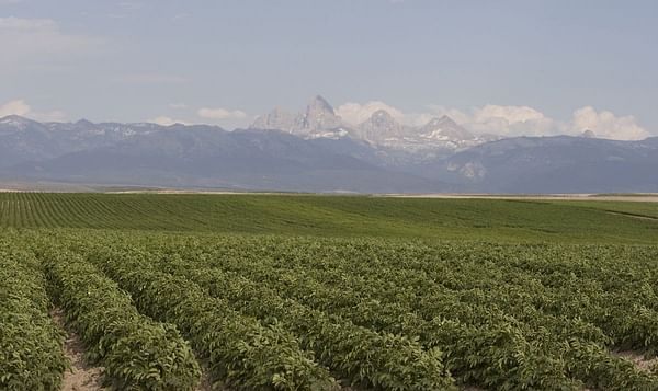 Idaho Potato Crop of 2017 valued at $1.2 billion, a 22.7% increase!