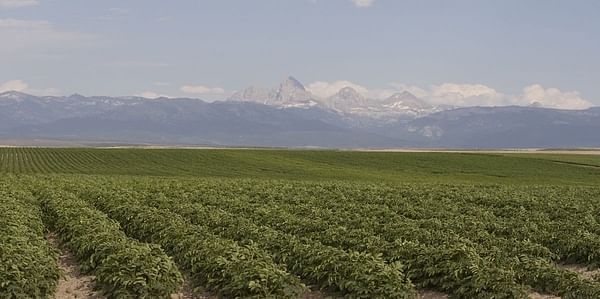 Idaho Potato Crop of 2017 valued at $1.2 billion, a 22.7% increase!