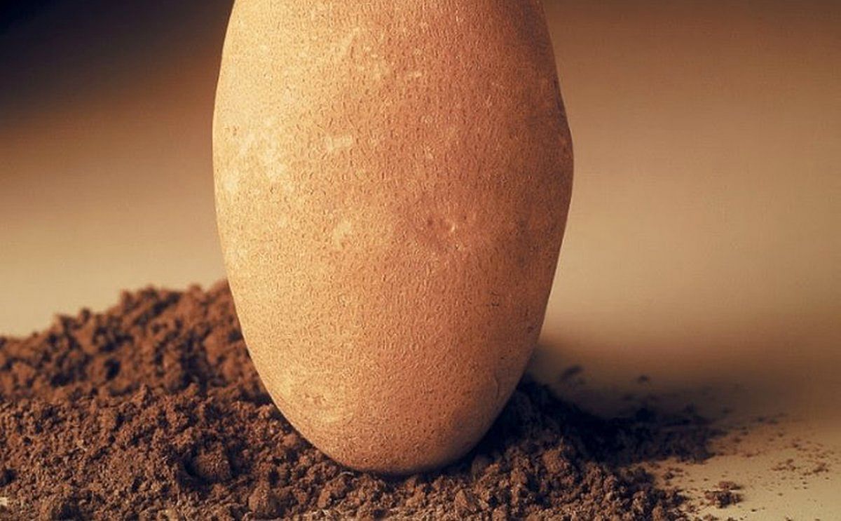 The University of Idaho wants you to have richly colored potatoes, even after storage The University of Idaho wants you to have richly colored potatoes, even after storage