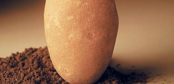 The University of Idaho wants you to have richly colored potatoes, even after storage