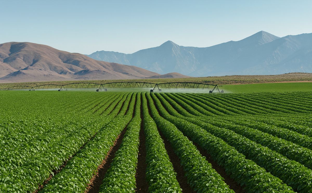 Potato Field in Idaho, United States