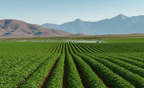 Potato Field in Idaho, United States Potato Field in Idaho, United States