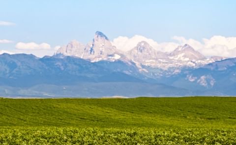 Expert: Idaho potato industry has too much capacity Expert: Idaho potato industry has too much capacity