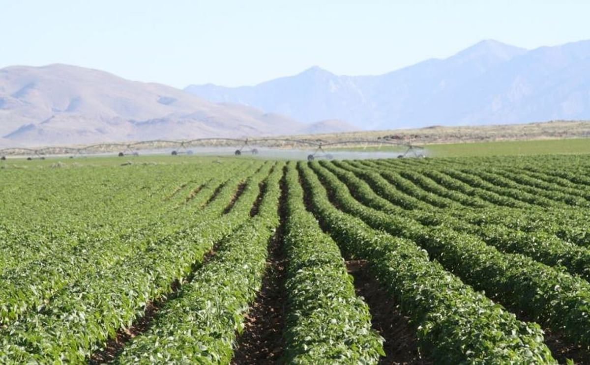 Potato Field in Idaho, United States
