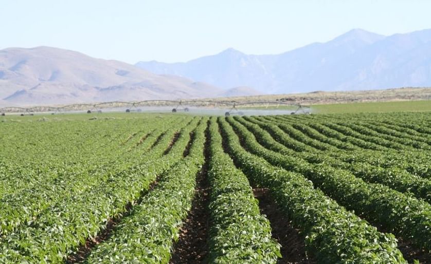 Potato Field in Idaho, United States
