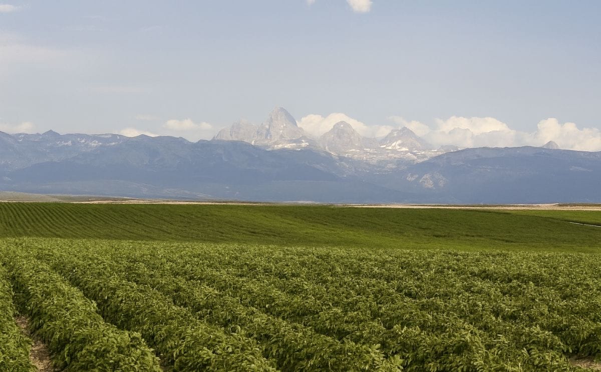 Idaho Potato Farmers optimistic about approaching harvest Idaho Potato Farmers optimistic about approaching harvest
