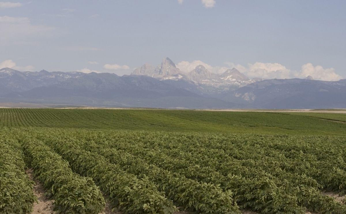 Potato field in Idaho (Courtesy Idaho Potato Commission)