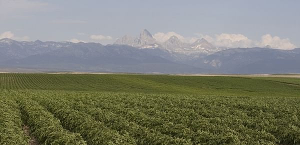Idaho Potato Farmers optimistic about approaching harvest 
