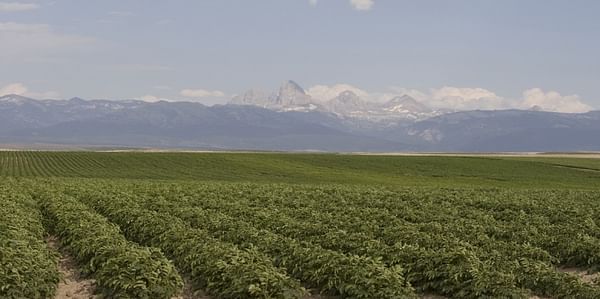 Idaho Potato Farmers optimistic about approaching harvest 