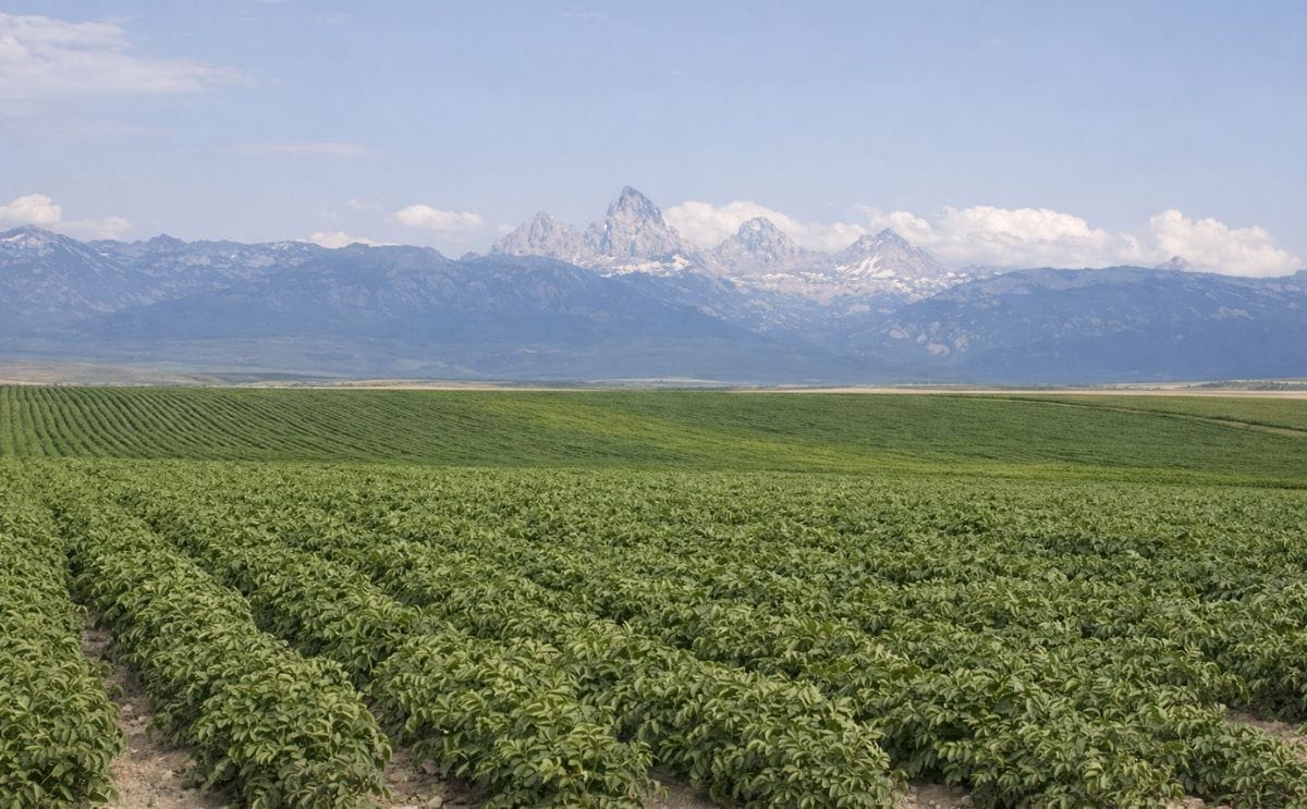 Idaho potato field near Grand Teton Idaho potato field near Grand Teton