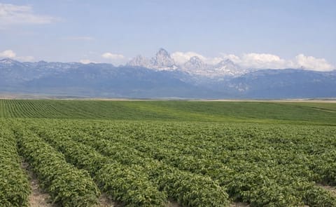 Report shows flat Idaho potato production costs Report shows flat Idaho potato production costs
