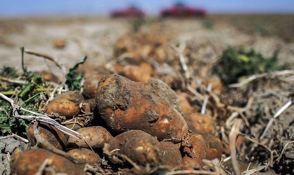 Idaho potato growers brace for poor crop amid drought, heat