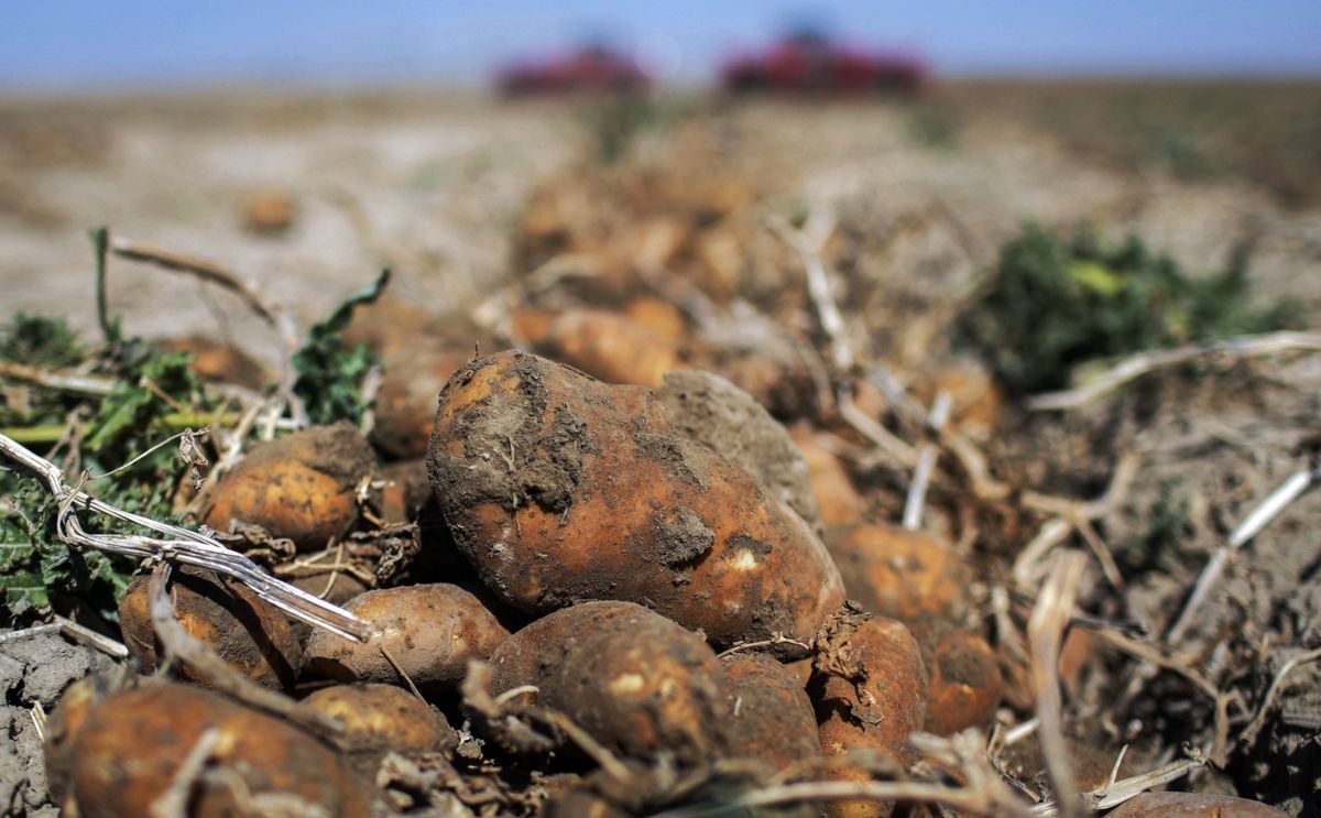 Idaho potato growers brace for poor crop amid drought, heat Idaho potato growers brace for poor crop amid drought, heat