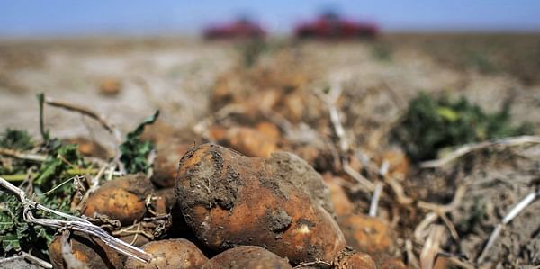 Idaho potato growers brace for poor crop amid drought, heat