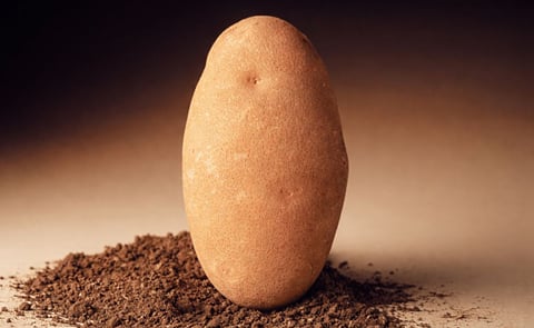 Idaho® potatoes are a significant source of potassium - an essential nutrient that many Americans do not get enough of on a daily basis. Idaho® potatoes are a significant source of potassium - an essential nutrient that many Americans do not get enough of on a daily basis.