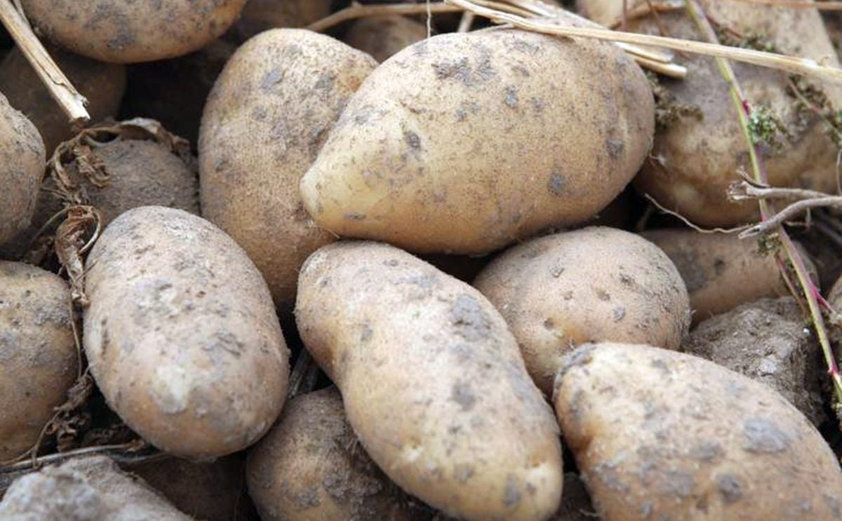 COVID-19 pandemic could force down Idaho potato acres COVID-19 pandemic could force down Idaho potato acres