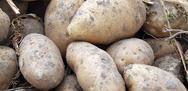 COVID-19 pandemic could force down Idaho potato acres