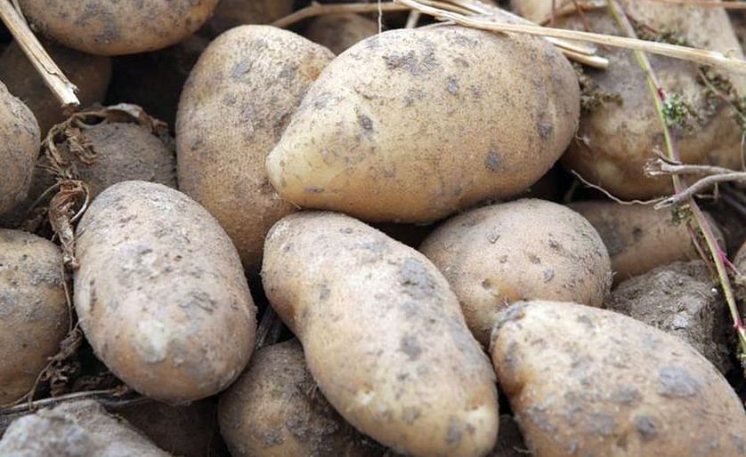 COVID-19 pandemic could force down Idaho potato acres