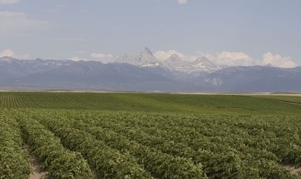 Idaho potato field near Grand Teton