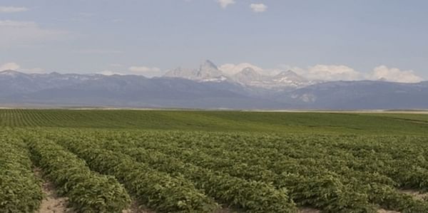 Idaho potato field near Grand Teton
