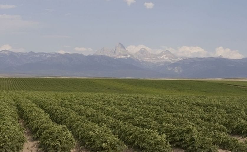 Report shows flat Idaho potato production costs