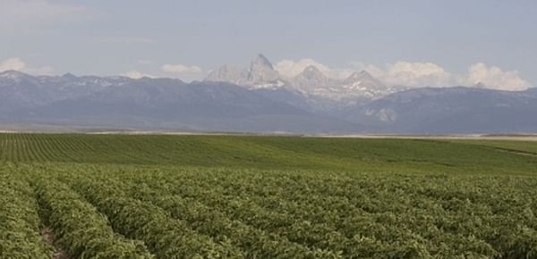 An Idaho Potato Field