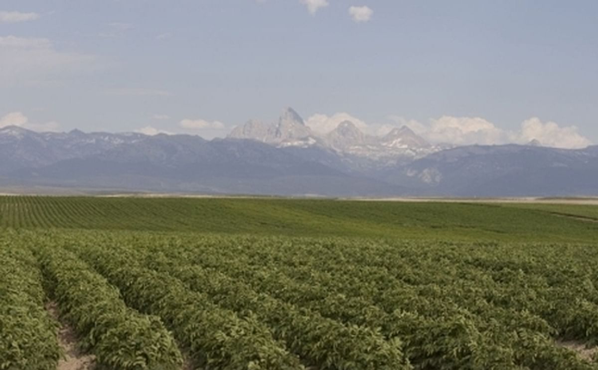 An Idaho Potato Field An Idaho Potato Field