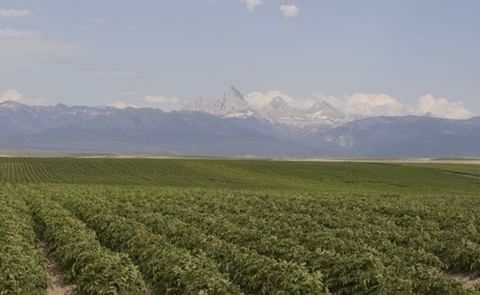 Idaho potato prices down more than 40% Idaho potato prices down more than 40%